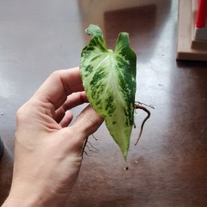 3 kings house plant bareroot